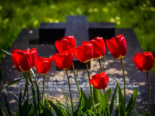 Rote Tulpen wachsen vor einem schwarzen Grabstein auf grünem Gras im Hintergrund.
